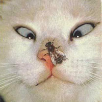 دانلود مجموعه 1622 بک گراند موبایل از 120x120 تا 480x800 پیکسل